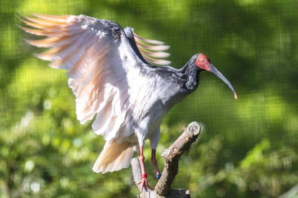 A captive toki bird perches in a tree on Sado island, Niigata prefecture. — AFP pic