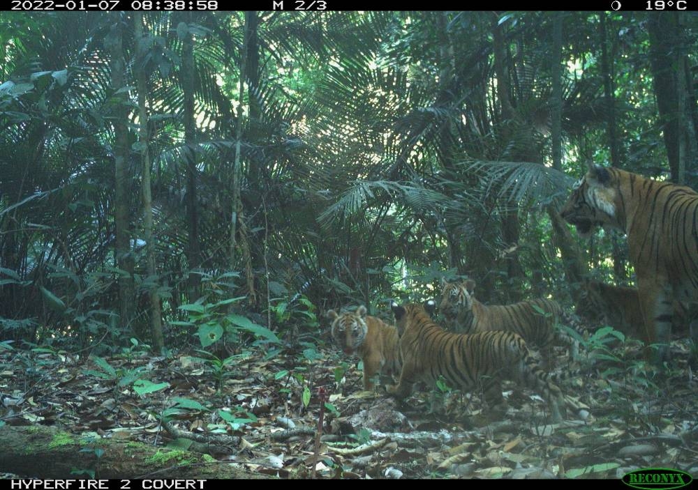 Four Malayan tiger cubs and their mother were spotted on camera in Perak earlier this year. — Picture courtesy of WWF-Malaysia