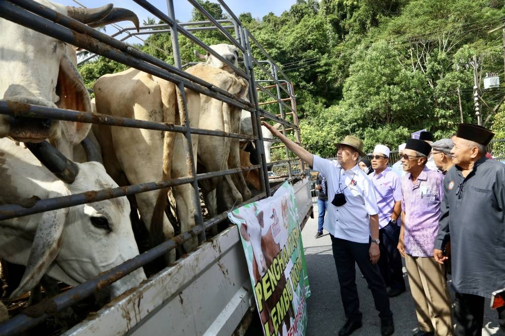 Wan Junaidi inspects the cows meant to be delivered to the Muslim villages and neighbourhoods in Santubong constituency for Hari Raya Aidiladha. — Picture by Muhammad Rais Sanusi/Borneo Post