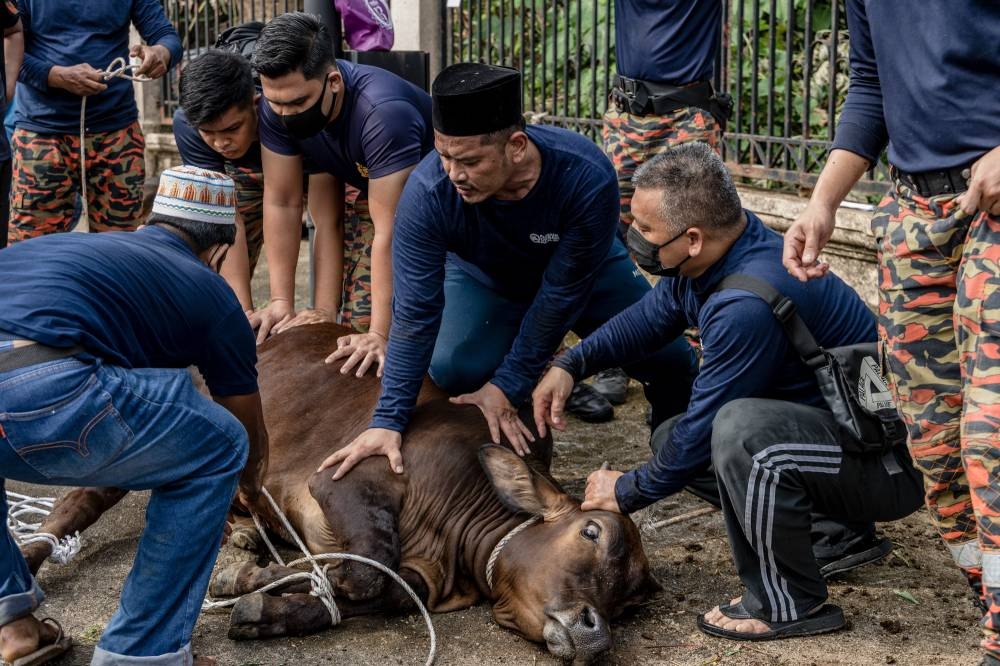 Malaysian Muslims prepare to slaughter a cow for sacrifice during Hari Raya Aidiladha celebrations in Kuala Lumpur on July 10, 2022. — Picture by Firdaus Latif