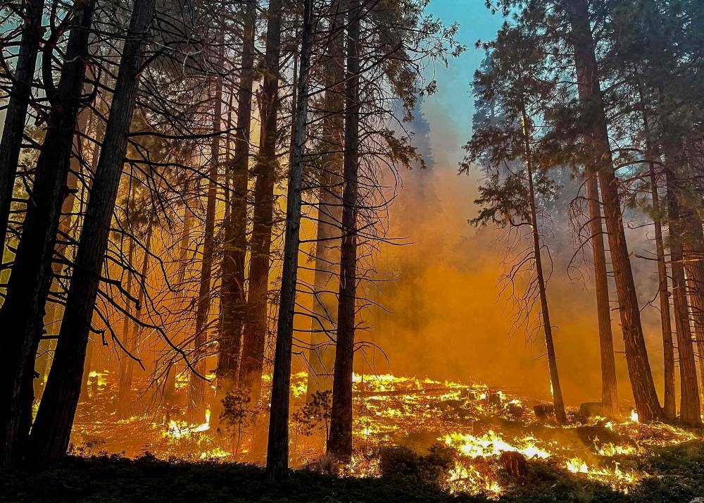In this photo courtesy of the National Parks Service obtained on July 11, 2022, fire fighters perform backfire operations while combating the Washburn Fire near the South Entrance of Yosemite National Park, California July 11, 2022. — Handout by various sources via AFP