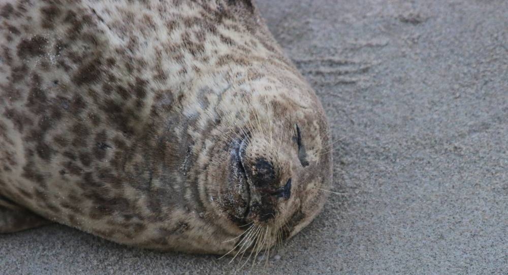 A stock image of a sea lion resting at La Jolla Cove. While sea lion attacks are rare, experts say it’s generally not a good idea to get too close to wildlife. —Picture via Unsplash/ Brian Yurasits 