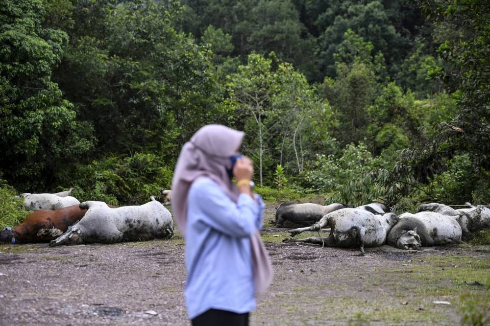 A survey by Bernama of the area, which is located 15m off Jalan Kota Baru-Kuala Terengganu, found the carcasses of the 11 cows in a state of disarray, bloated and infested with worms and flies. — Bernama pic 