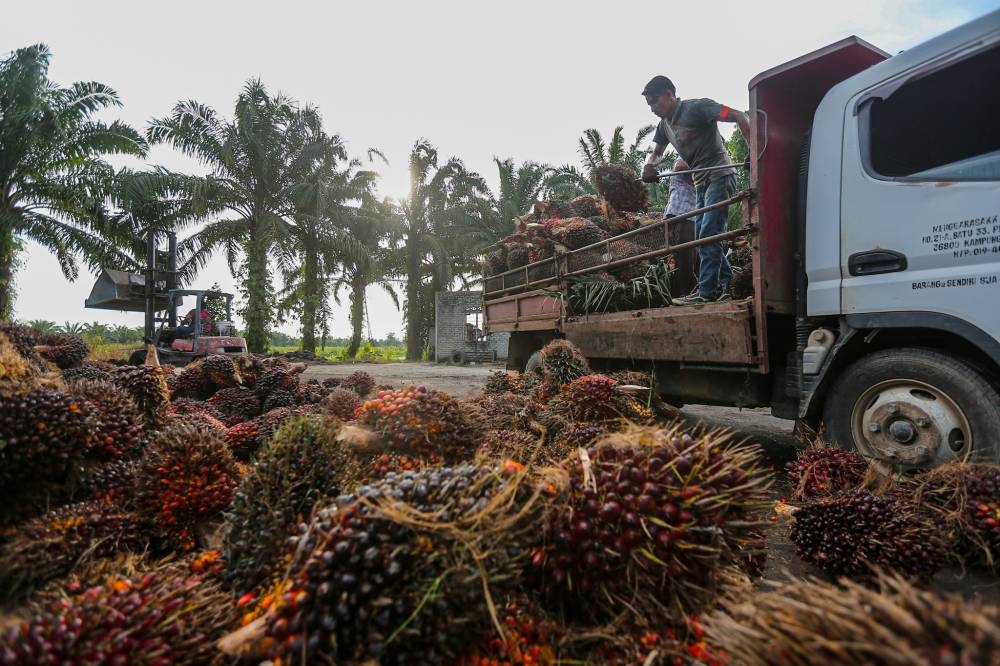 Plantation workers in Kampung Gajah load palm oil fruit onto a truck in Perak. — Picture by Farhan Najib