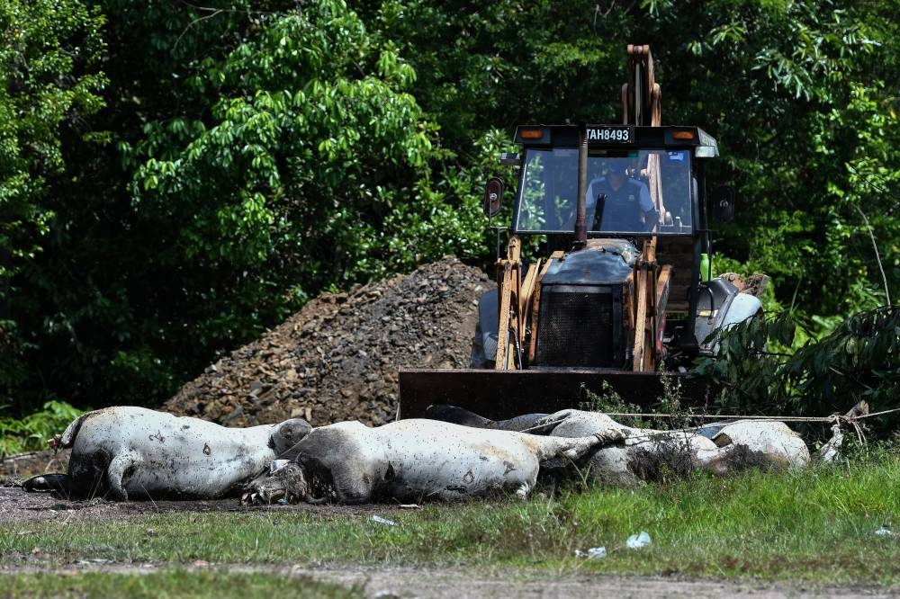 Terengganu Veterinary Services Dept and Kuala Terengganu City Council personnel bury the bull carcasses near Kuala Nerus, July 13, 2022. — Bernama pic 