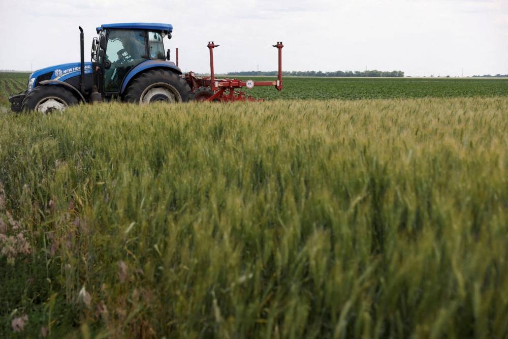 A field of winter wheat is pictured outside Bashtanka, Mykolaiv region, as Russia's attacks on Ukraine continue, Ukraine June 9, 2022. — Reuters pic