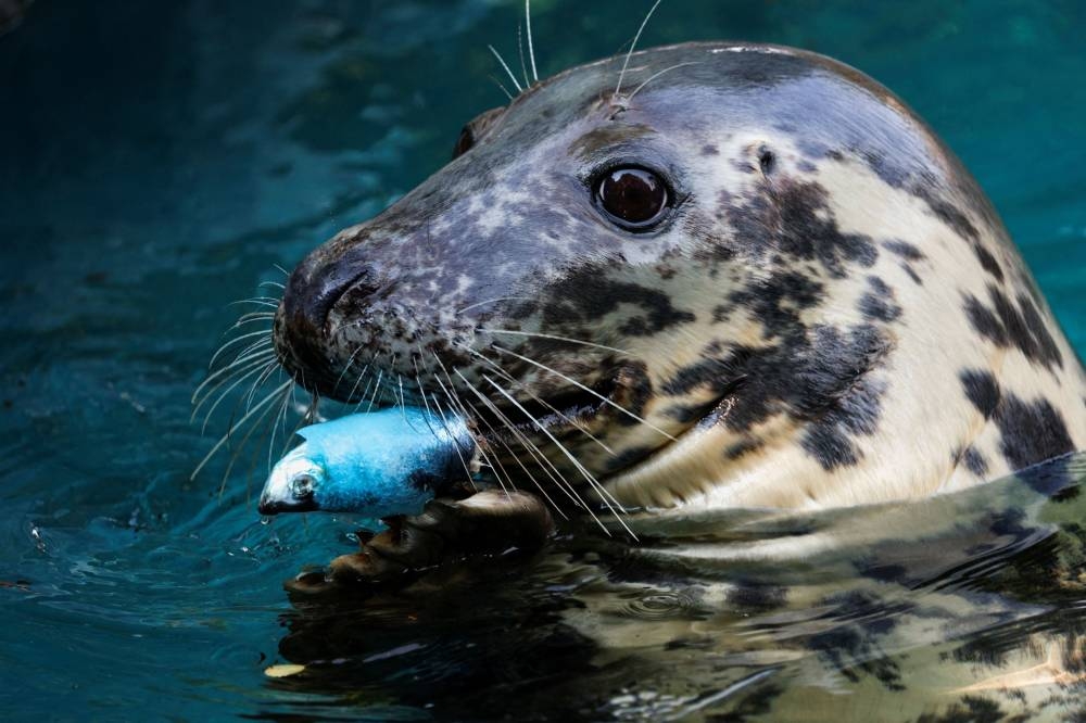 A grey seal eats frozen fish, during the second heatwave of the year at the Zoo Aquarium in Madrid July 13, 2022. — Reuters pic