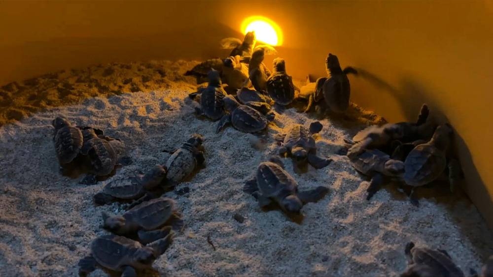 Qatari children help give endangered turtles second chance - Vimarsana News