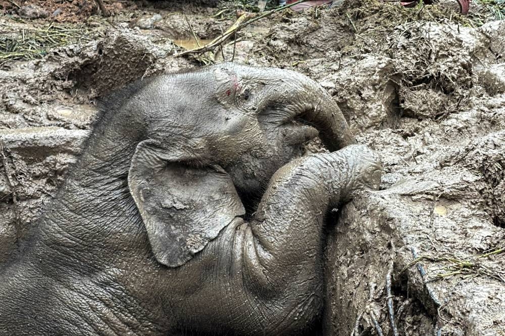 An elephant calf is seen inside a manhole after a baby and mother elephant fell into a manhole in Khao Yai National Park, Nakhon Nayok province, Thailand, July 13, 2022. — Reuters pic