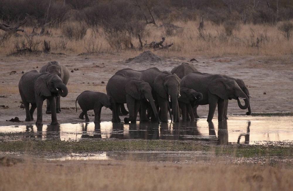 File photo of a herd of elephants gathering at a water hole in Zimbabwe’s Hwange National Park, August 1, 2015. — Reuters pic