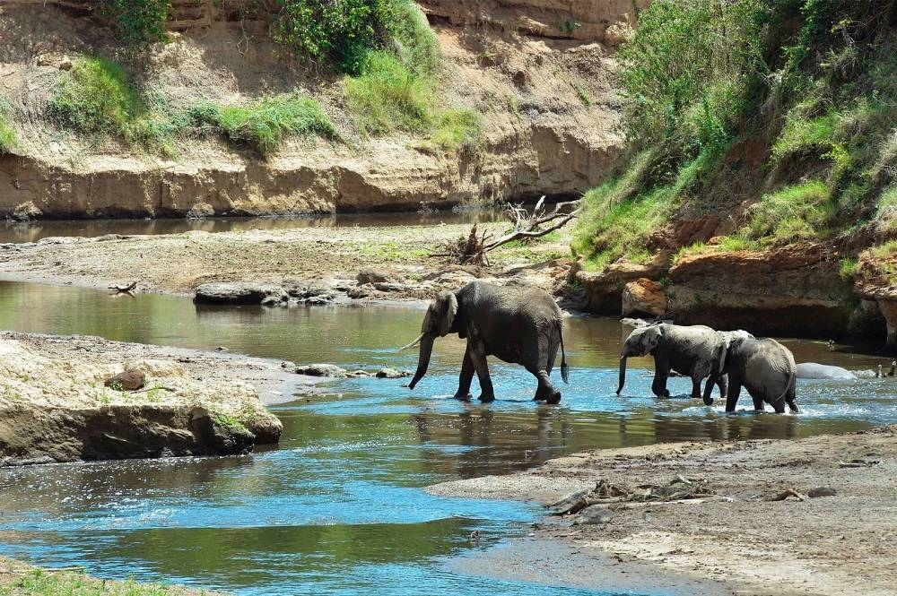 File photo of a  family of elephants walking through the Mara River in the Mara basin in south-west Kenya February 13, 2017. — AFP pic