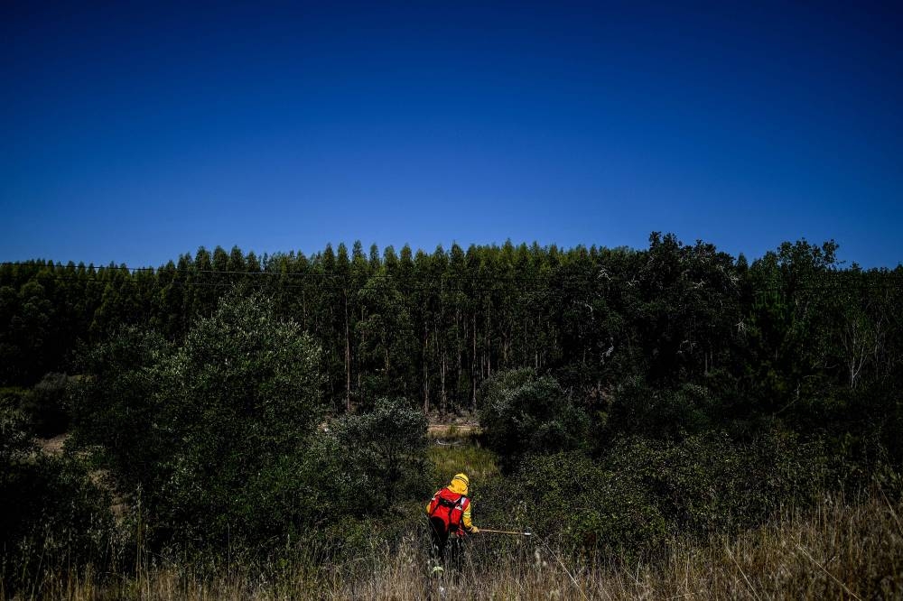 In this file photo taken on August 30, 2019 Private firefighters from Afocelca, clear bushes close to an eucalyptus forest, during a drill at Constancia in Abrantes, central Portugal. ― AFP pic