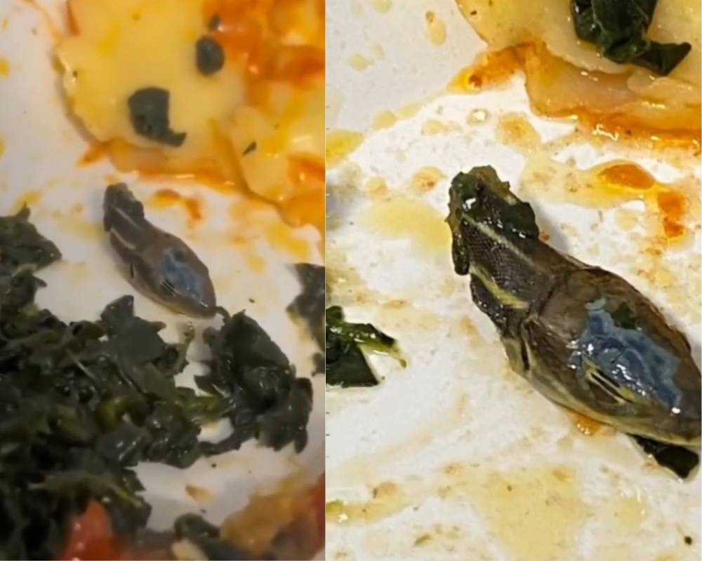 A flight attendant from a Turkey-based airline company has found a snake head in one of their in-flight meals onboard. — Screenshot via Twitter/ Breaking Aviation News and Videos