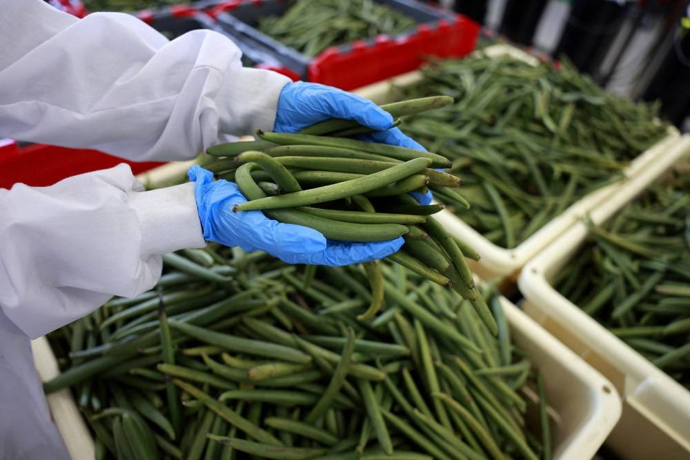 Vanilla spice: Arid Israel produces potent tropical pods - Vimarsana News