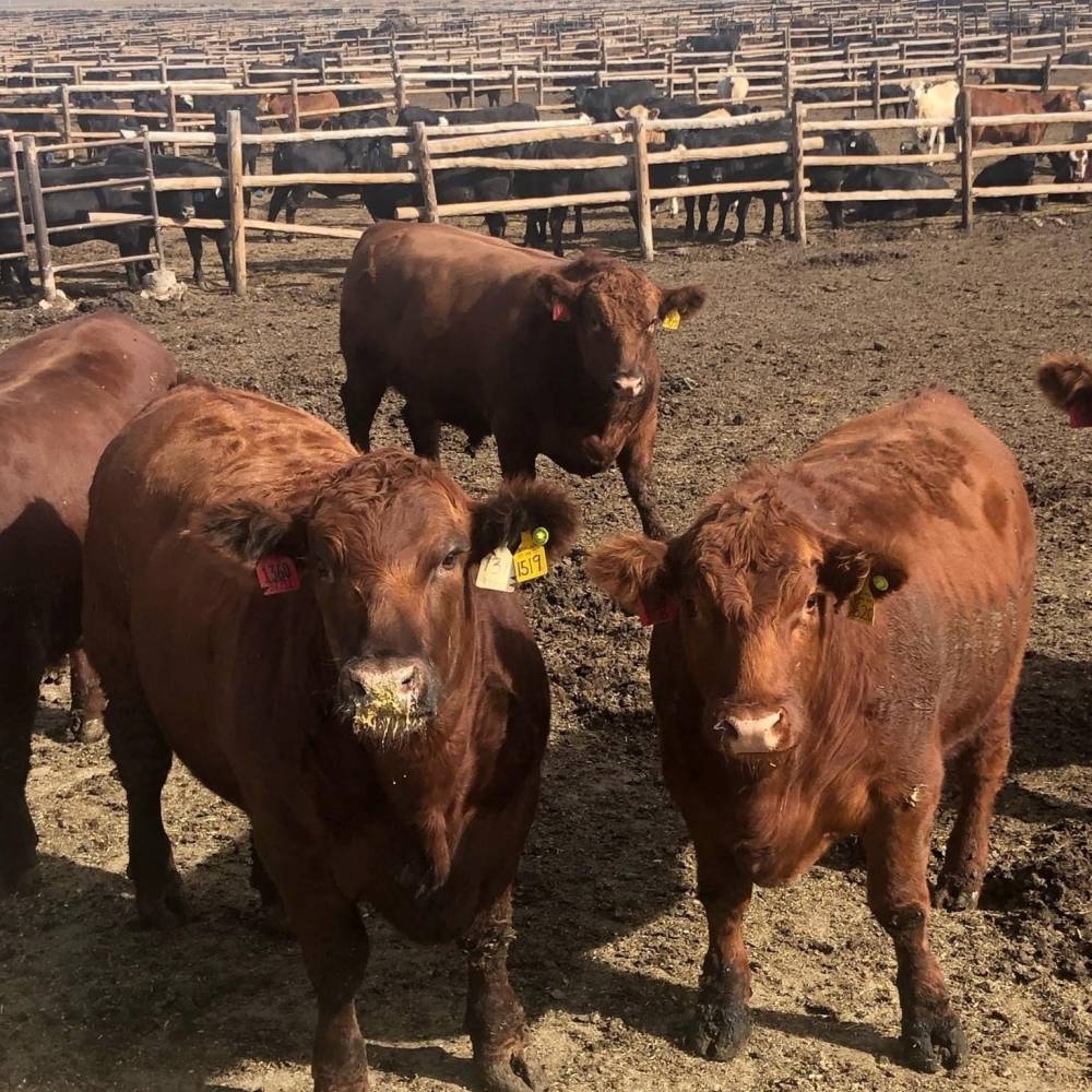 Cattle stand in a home pen at Cattle Empire feedyard, in Satanta, Kansas. — Tera Barnhardt/Handout via Reuters