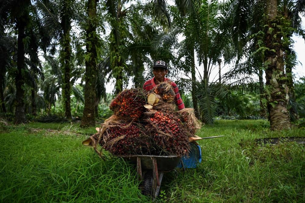 A foreign worker pushes a wheelbarrow full of palm oil fruits in Ijok, Selangor June 30, 2022. — AFP pic