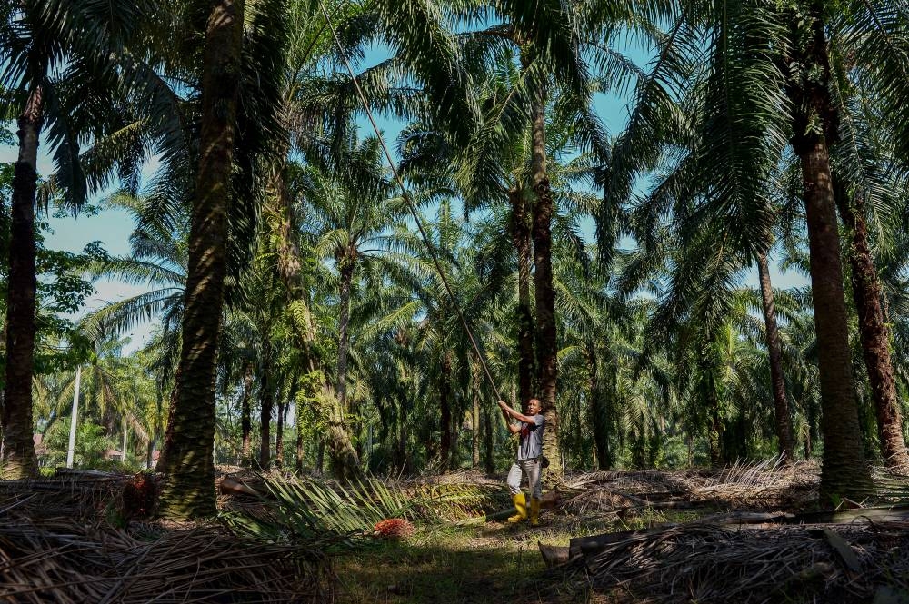 Plantation Industries sec-gen: FFB harvesting in oil palm sector still affected by foreign labour shortage in Malaysia - Vimarsana News