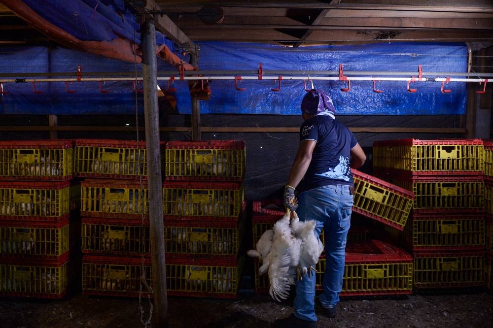 Ong pointed out that the poultry export ban in May has backfired on Malaysia with its clientele in other countries seeking other markets for supply. — Picture by Miera Zulyana