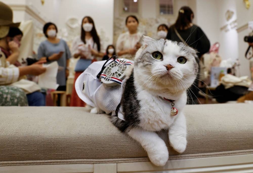 A five-year-old Scottish Fold cat named Sun wears a battery-powered fan outfit for pets in Tokyo July 28, 2022. — Reuters pic