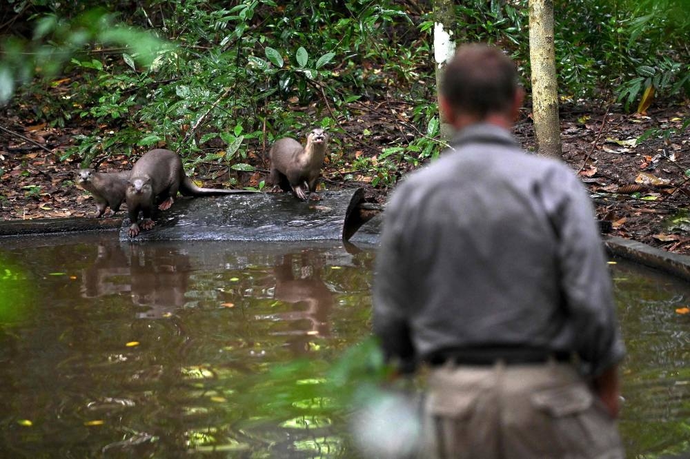 Wildlife Alliance conservationist Nick Marx looking at otters in the forest at Angkor Park in Siem Reap province July 6, 2022. — Picture by Tang Chhin Sothy via AFP