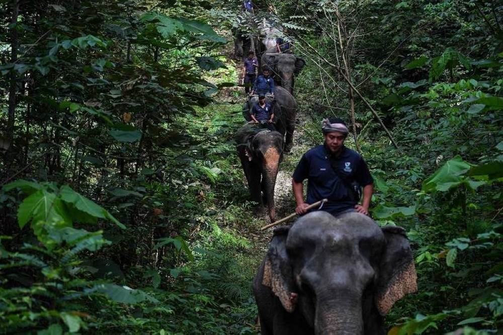 This picture taken on January 16, 2018 shows Malaysian mahouts riding rescued elephants through a forest as part of a patrolling exercise at the Kuala Gandah Elephant Conservation Centre in Kuala Gandah, about 100km outside Kuala Lumpur. — AFP pic