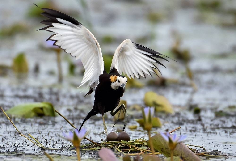 A male pheasant-tailed jacana protects its eggs at the Mangalajodi eco-tourism centre in Chilika lake, some 67km from Bhubaneswar in the eastern Indian state of Odisha July 20, 2018. — AFP pic
