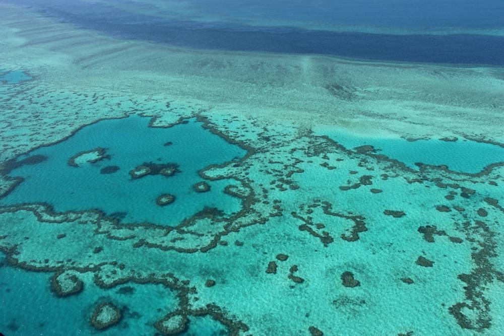 Parts of Australia’s beleaguered Great Barrier Reef now have the highest levels of coral cover seen in decades, a government report said today, suggesting the aquatic wonder could survive given the chance. — AFP pic