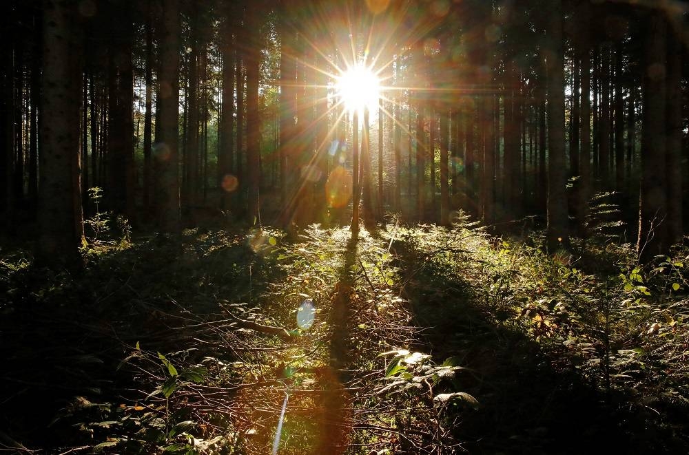 Sun rays shine through trees in a forest on an autumn morning near Biere, Switzerland September 26, 2018. — Reuters pic     
