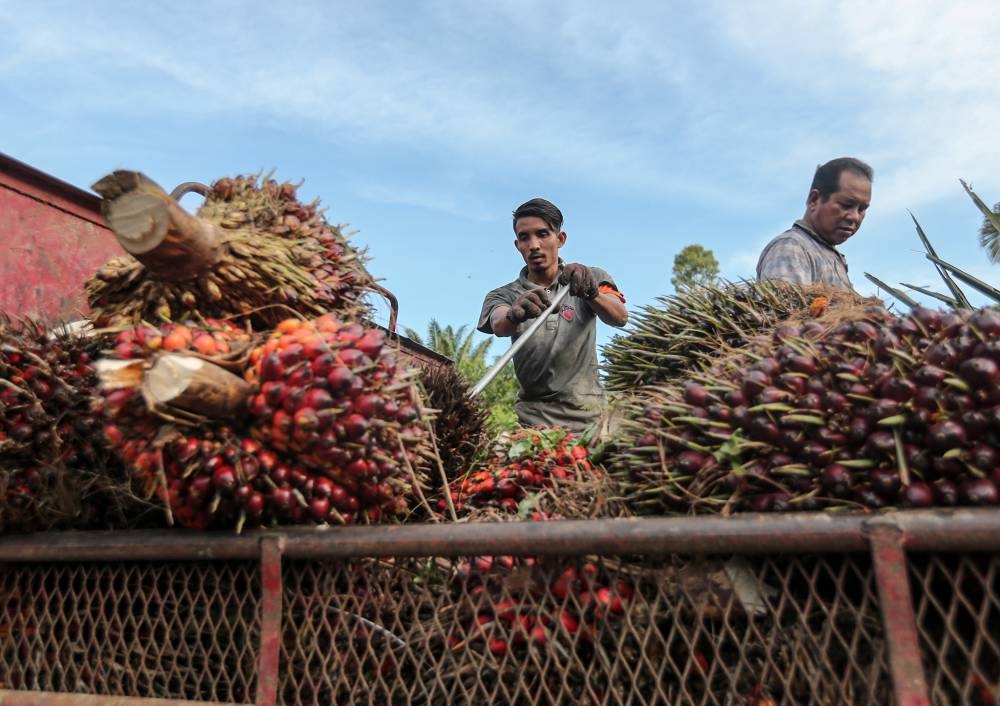 Plantation workers load palm oil fruit onto a truck in Kampung Gajah, Perak July 2, 2022. — Picture by Farhan Najib