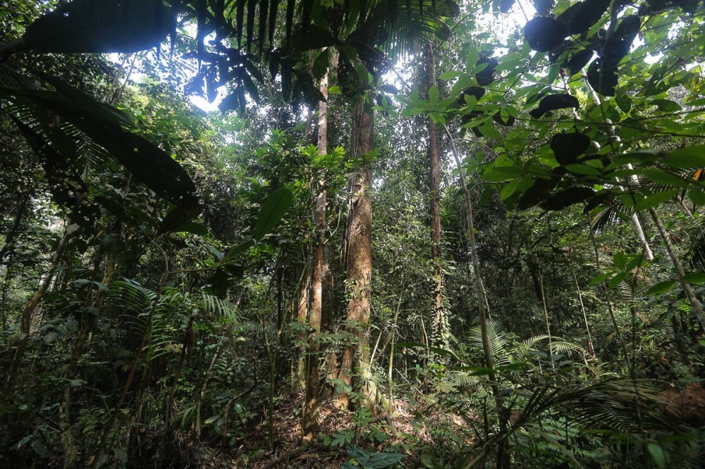 Interim committee on climate change to propose carbon exchange legislation to Sabah govt - Vimarsana News