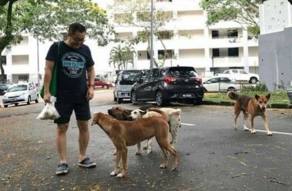 Penang-based feeder and rescuer David Yim Boon Leong said he spends RM1,000 monthly to feed strays. — Picture via Facebook/ David Yim Boon Leong