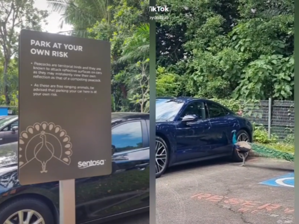 A shiny indigo-blue Porsche is the victim of a peacock after it was 'provoked' by its own reflection on the parked vehicle at Sentosa, Singapore.— Screenshot via TikTok/  _babydollzxc