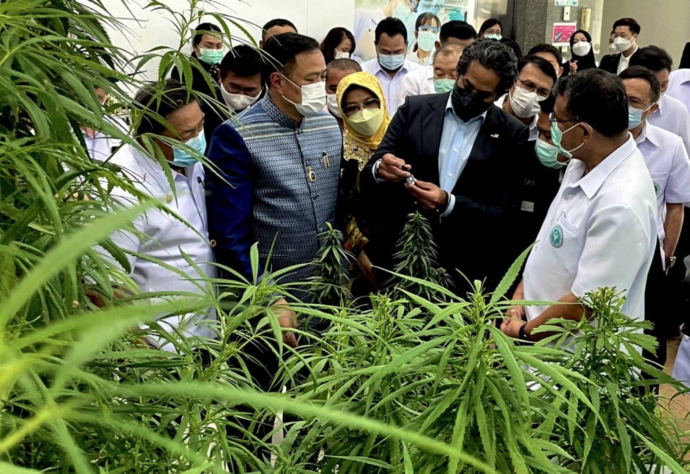 Health Minister Khairy Jamaluddin (2nd right) and Thaiﾕs Minister of Public Health, Anutin Charnvirakul (right) looking at cannabis plants and products at Government Pharmaceutical Organisation (GPO) Thanyaburi Branch in Pathum Thani, Thailand August 23, 2022. — Bernama pic