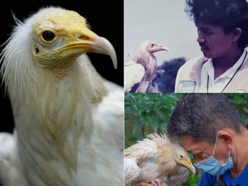 Rod the Egyptian vulture (left) pictured with Jurong Bird Park employee Clarence Saw in 1989 (top right) and 2022 (bottom right). — Pictures courtesy of Mandai Wildlife Reserve via TODAY 