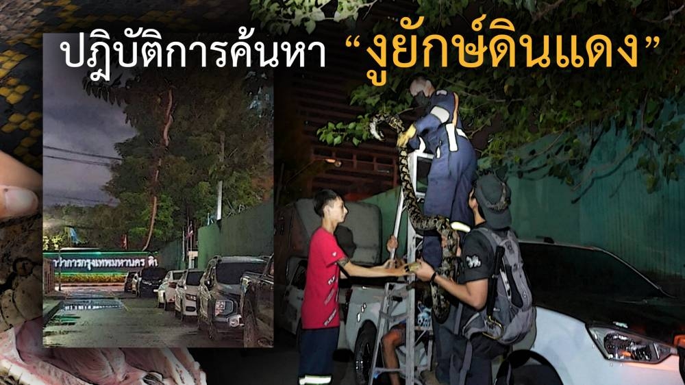 The emergency hotline statistics were released after photos of an impossibly large boa constrictor went viral online. Rescuers say the angle of the photos made the snake appear bigger than it was.— Picture via Facebook/ Nick Wildlife