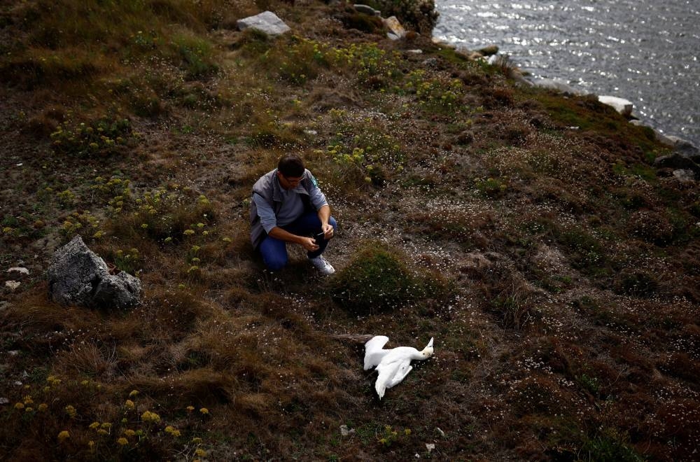 Pascal Provost, director of the Sept-Iles archipelago bird reserve, takes a picture of a dead northern gannet in Pleumeur-Bodou as the Sept-Iles archipelago bird reserve is affected by a severe epidemic of bird flu, off the coast of Perros-Guirec in Brittany, France, September 6, 2022. — Reuters pic