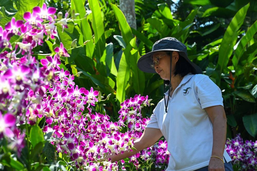 In this photo taken on September 12, 2022, Whang Lay Keng, curator at Singapore's National Orchid Garden, looks at the Dendrobium Sonia orchid at the National Orchid Garden in Singapore. — AFP pic