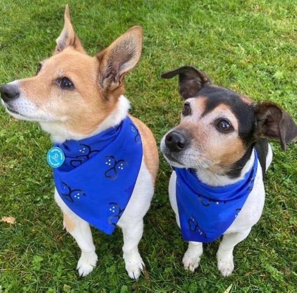 Beth and Bluebell wearing their Wear Blue for Rescue bandanas in support of a Battersea Dogs and Cats Home campaign. ― Picture via Instagram/ clarencehouse 