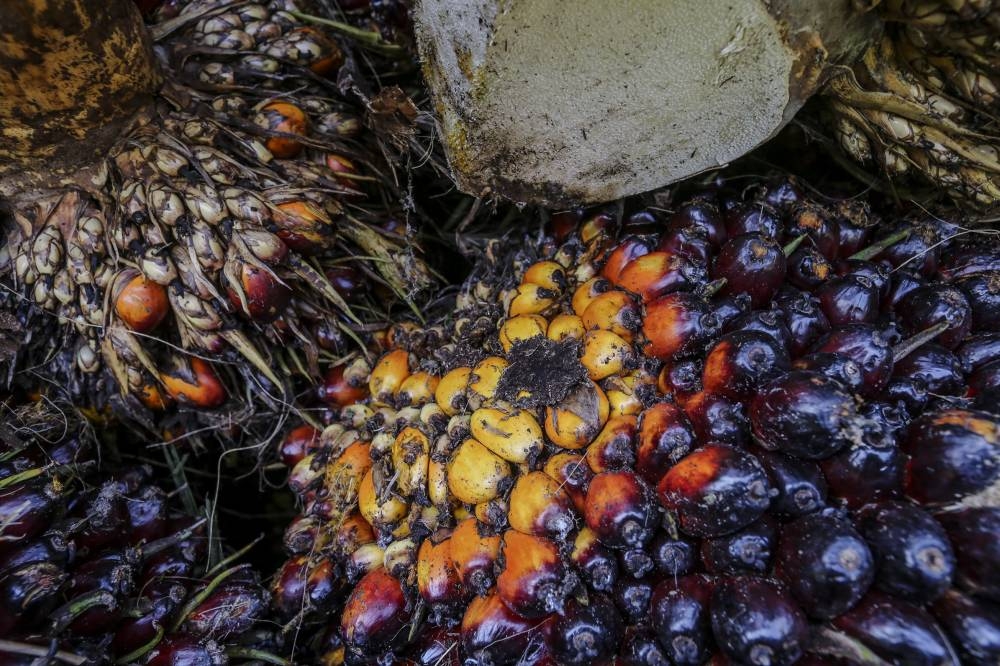 Malaysian palm oil has been able to penetrate new global markets mainly in three countries, namely Estonia, the Czech Republic, and Hungary. — Picture by Firdaus Latif    