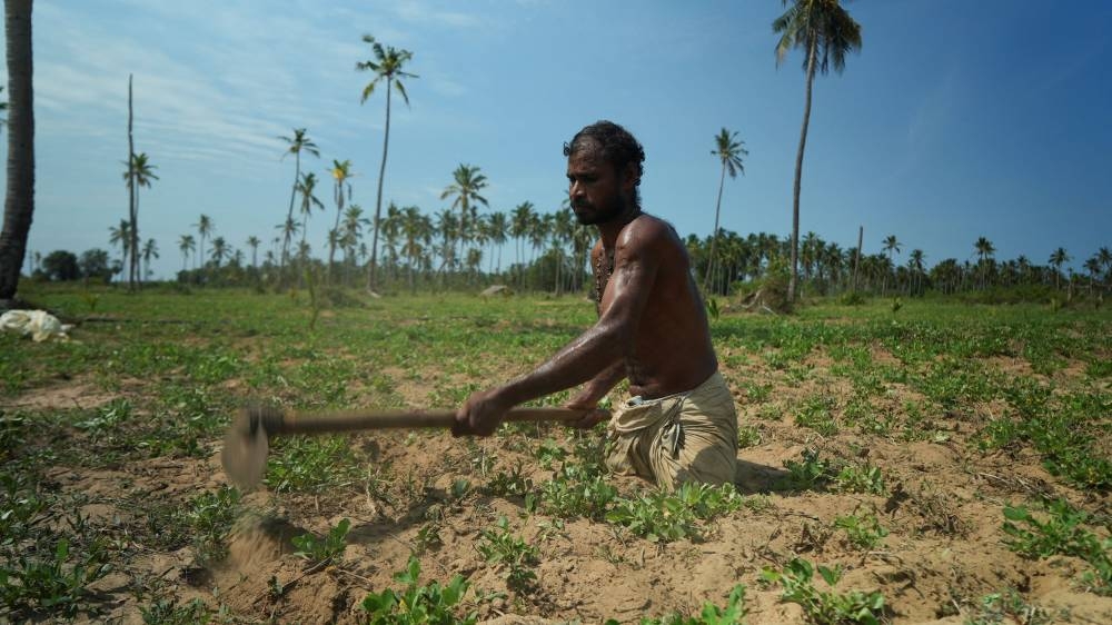 Singaram Soosaiyamutthu, a 44-year-old labourer who lost both his legs during Sri Lanka’s civil war, digs a spade into farmland he’s rented to plant peanuts in Mullaitivu, Northern Province, Sri Lanka, on August 13, 2022. — Reuters pic