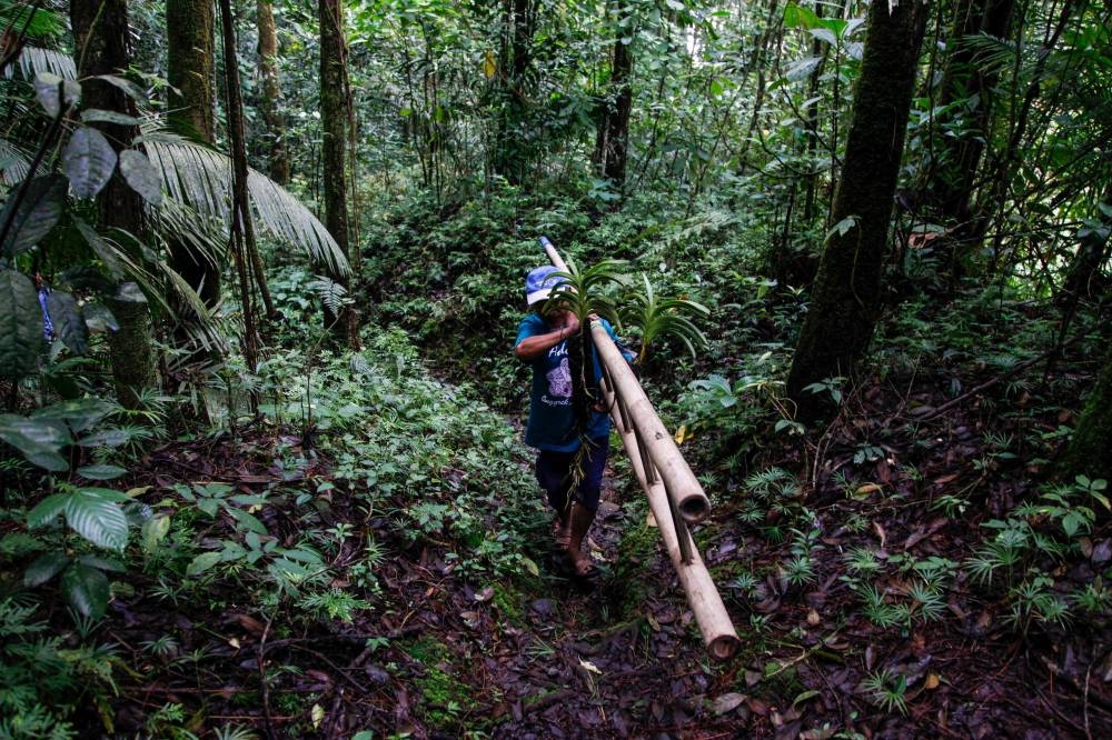 Musimin preparing to plant orchids in the forest at the foot of Mount Merapi in Sleman, Yogyakarta. — AFP pic