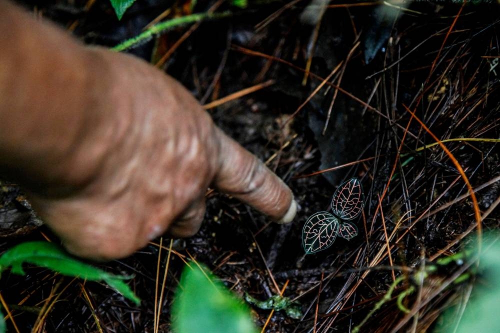 Musimin pointing to a young orchid plant growing in the forest at the foot of Mount Merapi in Sleman, Yogyakarta. — AFP pic