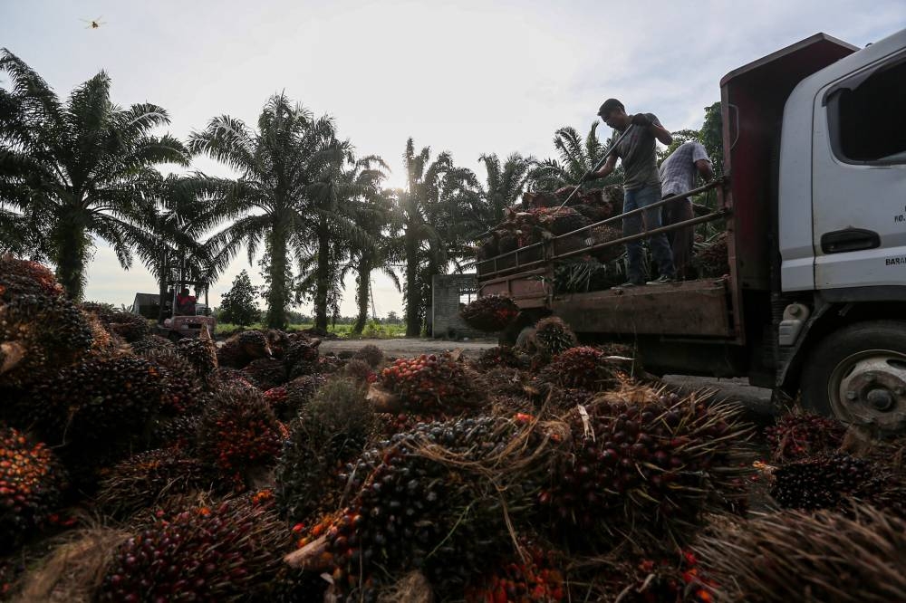 Malaysia’s palm products export revenue increased significantly for the first six months of this year, totalling 14.05 million tonnes with a value of RM71.02 billion recorded during the period. ― Picture by Farhan Najib