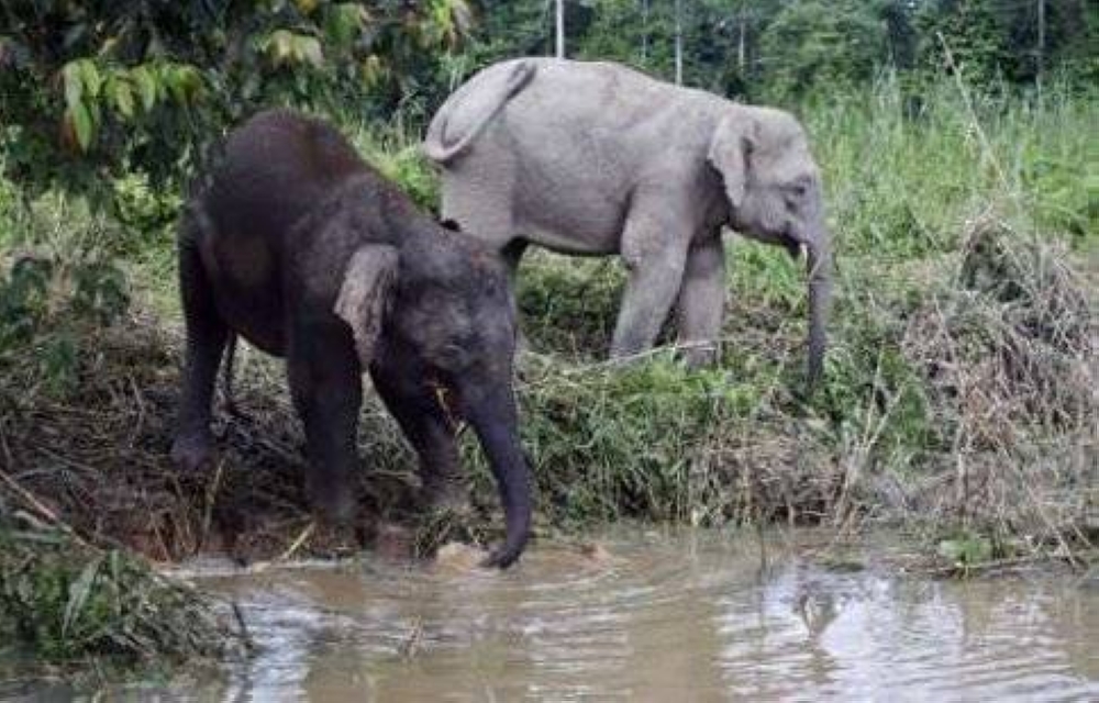 Both the Borneon Banteng and the Borneon Pygmy elephants are classified as endangered with populations estimated to be 500 and 1,500 respectively. — Reuters pic