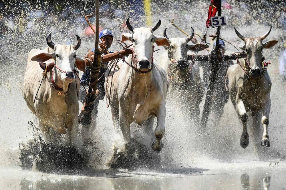 Competitors drive their oxen during the Bay Nui ox race in An Giang province on September 24, 2022. — AFP pic