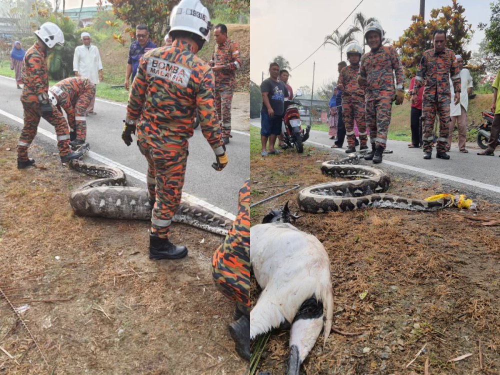 A large python was caught by Kulai's fire and rescue department team after it swallowed a goat. — Picture via Facebook/ Jabatan Bomba dan Penyelamat Negeri Johor