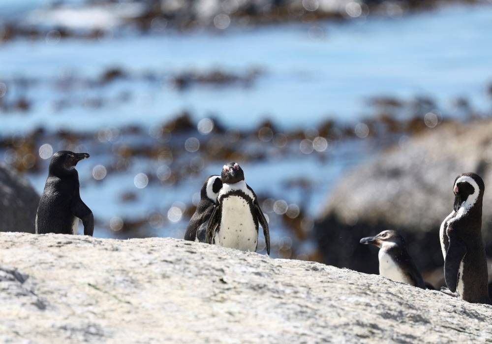 A group of penguins stand on a rock at Cape Town’s famous Boulders penguin colony, a popular tourist attraction and an important breeding site which are suffering an outbreak of avian flu in Cape Town, South Africa, September 27, 2022. ― Reuters pic