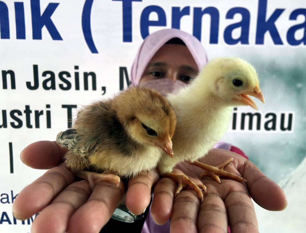 Veterinary Services Department staff showing chicks donated to selected participants in conjunction with the Poultry Livestock Sustenance Program Aid Handover Ceremony at the Jasin Parliamentary Level Organic Agriculture Project in Merlimau, October 1, 2022. — Bernama pic