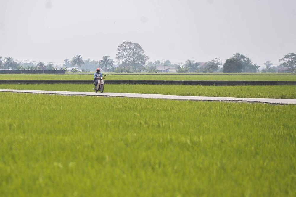 A view of paddy fields in Sekinchan, Selangor October 31, 2020. — Picture by Miera Zulyana