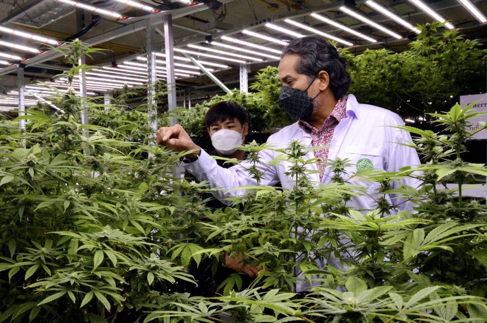 In August, Health Minister Khairy Jamaluddin’s bilateral working visit was at the invitation of Thailand’s deputy prime minister and public health minister, Anutin Charnvirakul, to explore the potential health benefits of cannabis. — Bernama pic